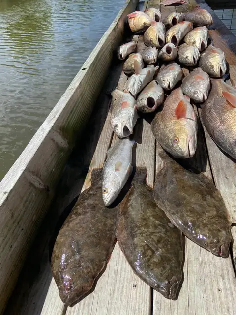 A row of redfish and flounder on the cleaning dock in Venice, Louisiana