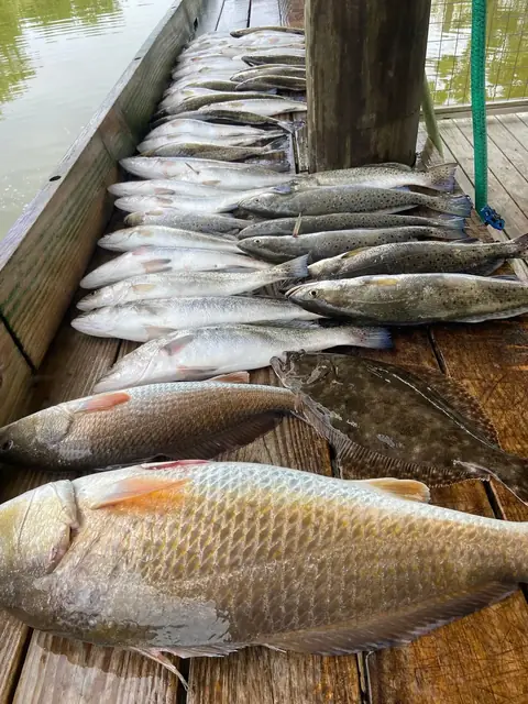 Redfish, speckled trout and flounder laid out, close up, on the cleaning dock in Venice, Louisiana