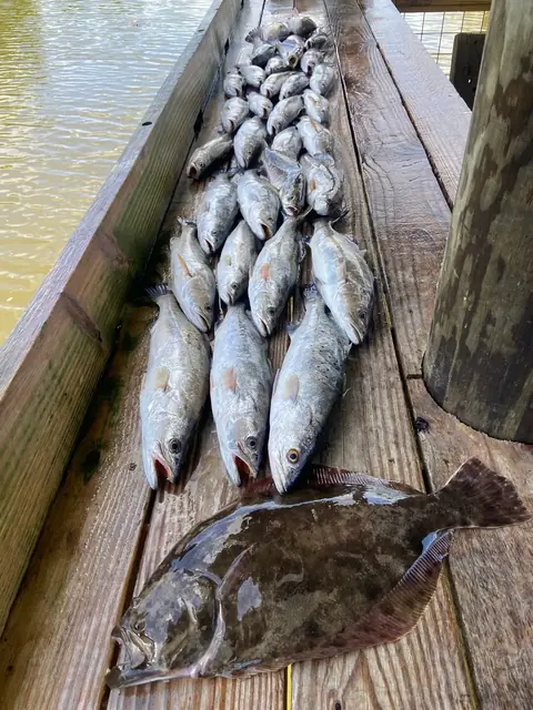 Speckled trout and a flounder laid out on the cleaning dock in Venice, Louisiana