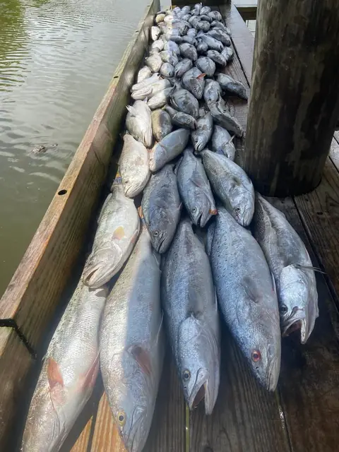 Speckled trout laid out beside a piling on the cleaning dock in Venice, Louisiana