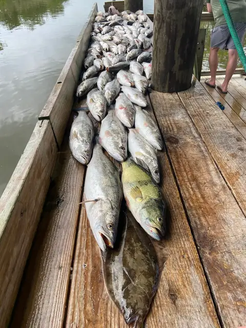 Speckled trout with a flounder at the end of the row on the cleaning dock in Venice, Louisiana