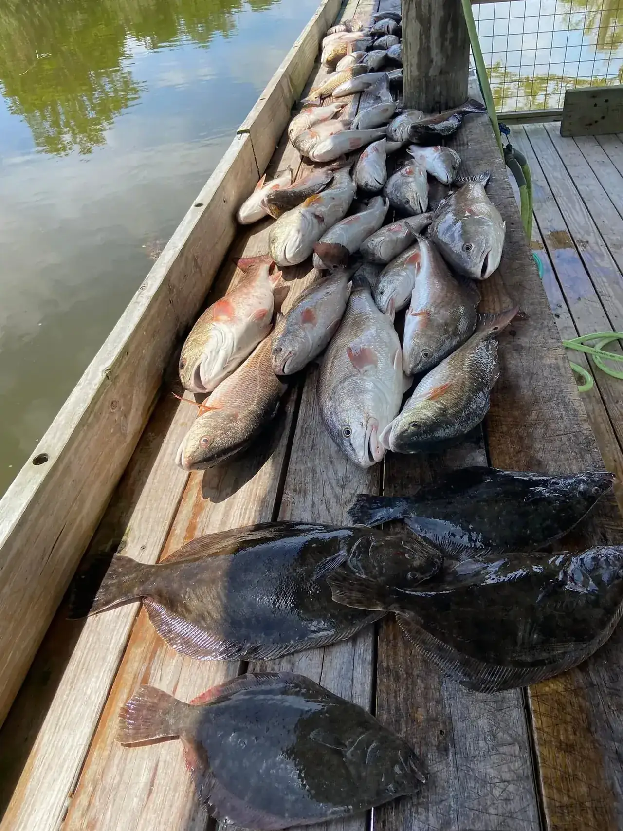 Flounder, redfish and trout laid out on the dock