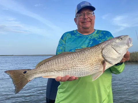 Angler in a green shirt and glasses holding a redfish near Venice, Louisiana