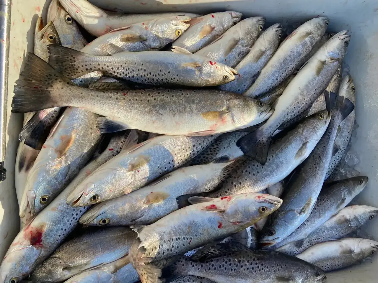A fish box filled with speckled trout
